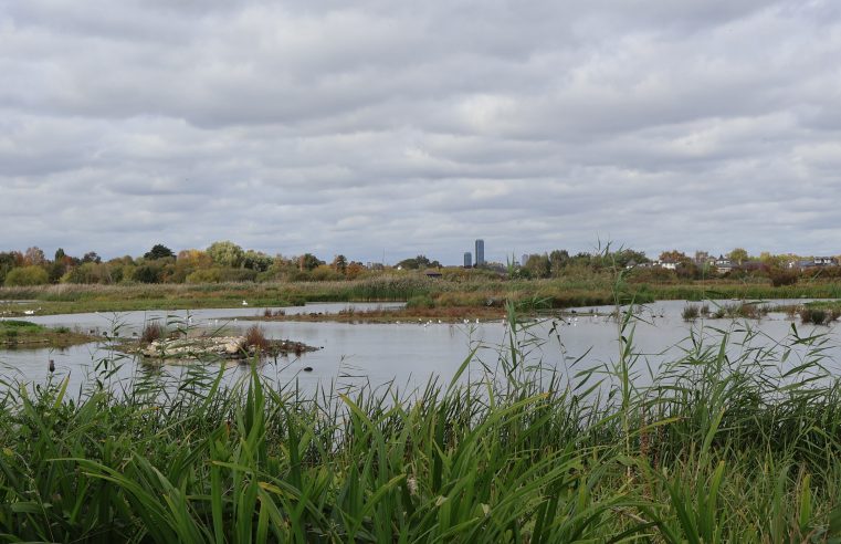 Wetlands: de groene longen van Londen laten zien hoe de stad haar biodiversiteit koestert
