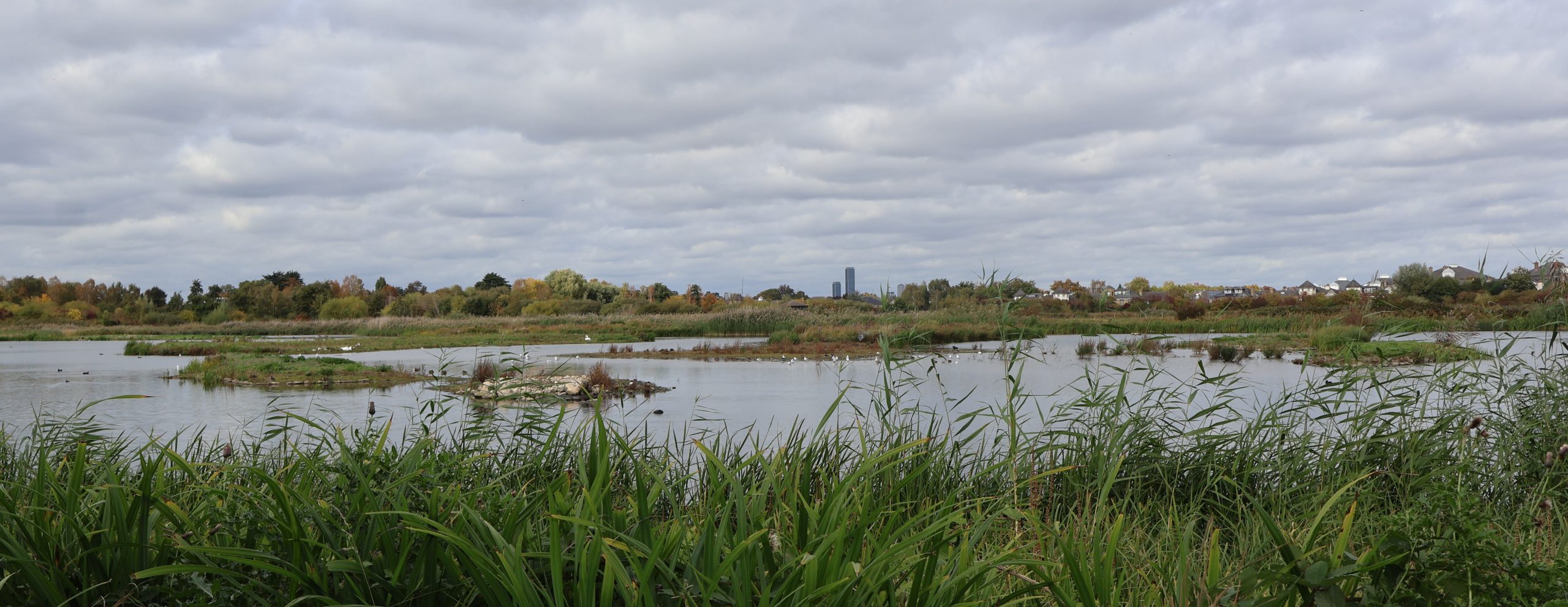 Wetlands: de groene longen van Londen laten zien hoe de stad haar biodiversiteit koestert