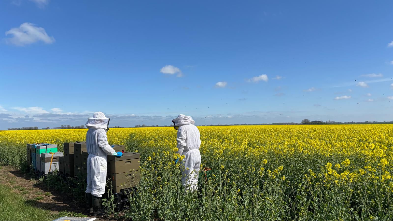 Hoe gaat het met de bij? Over hoe pesticiden, parasieten en klimaatverandering bijdragen aan de bijensterfte