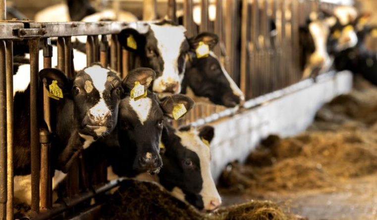 Vraag naar vlees nog steeds in trek