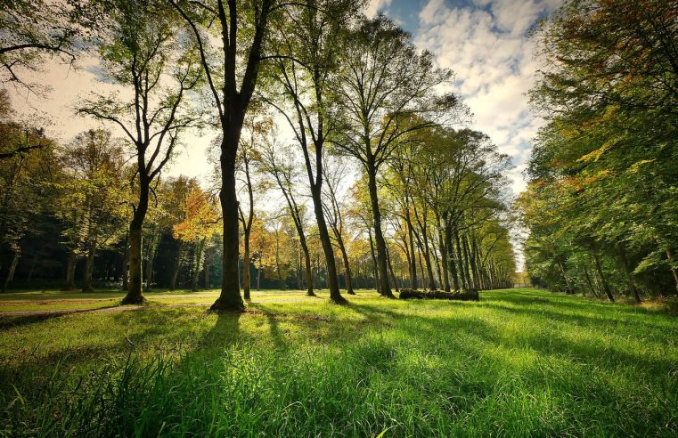 Groene beloftes, grijze straten: Groentekort in Apeldoorn zorgt voor vragen