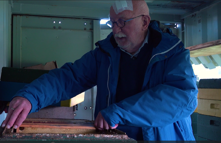 Herman Martens: “Bijen brengen meer diversiteit in de wijk”