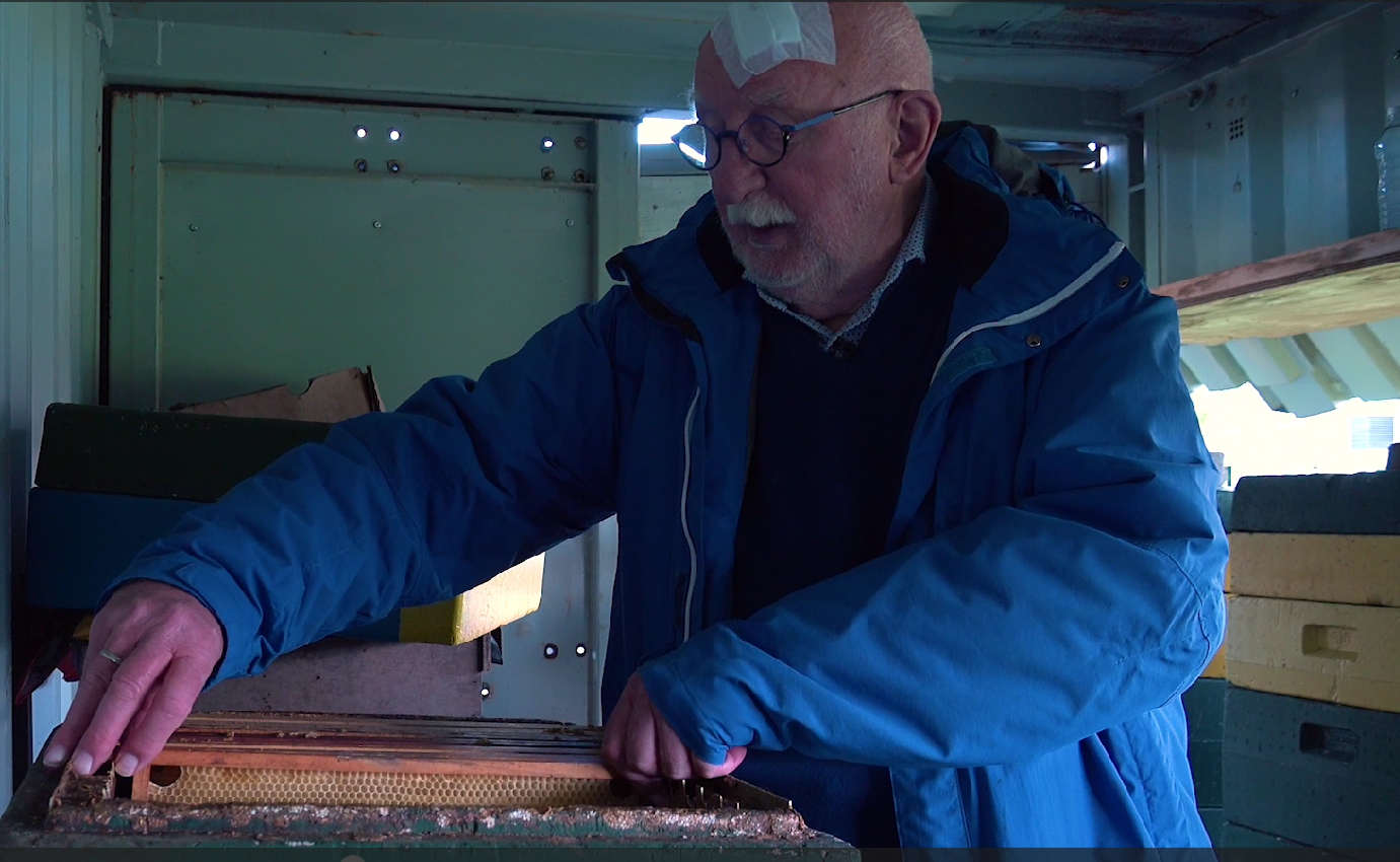 Herman Martens: “Bijen brengen meer diversiteit in de wijk”