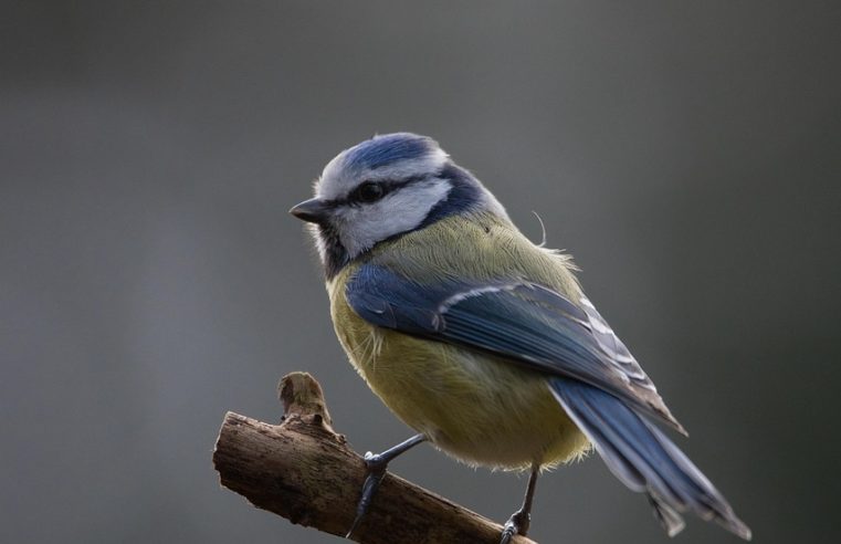 Verstandig vogels voeren: Hoe groen in je tuin, kennis over voer en duurzame keuzes vogels helpen in de stad