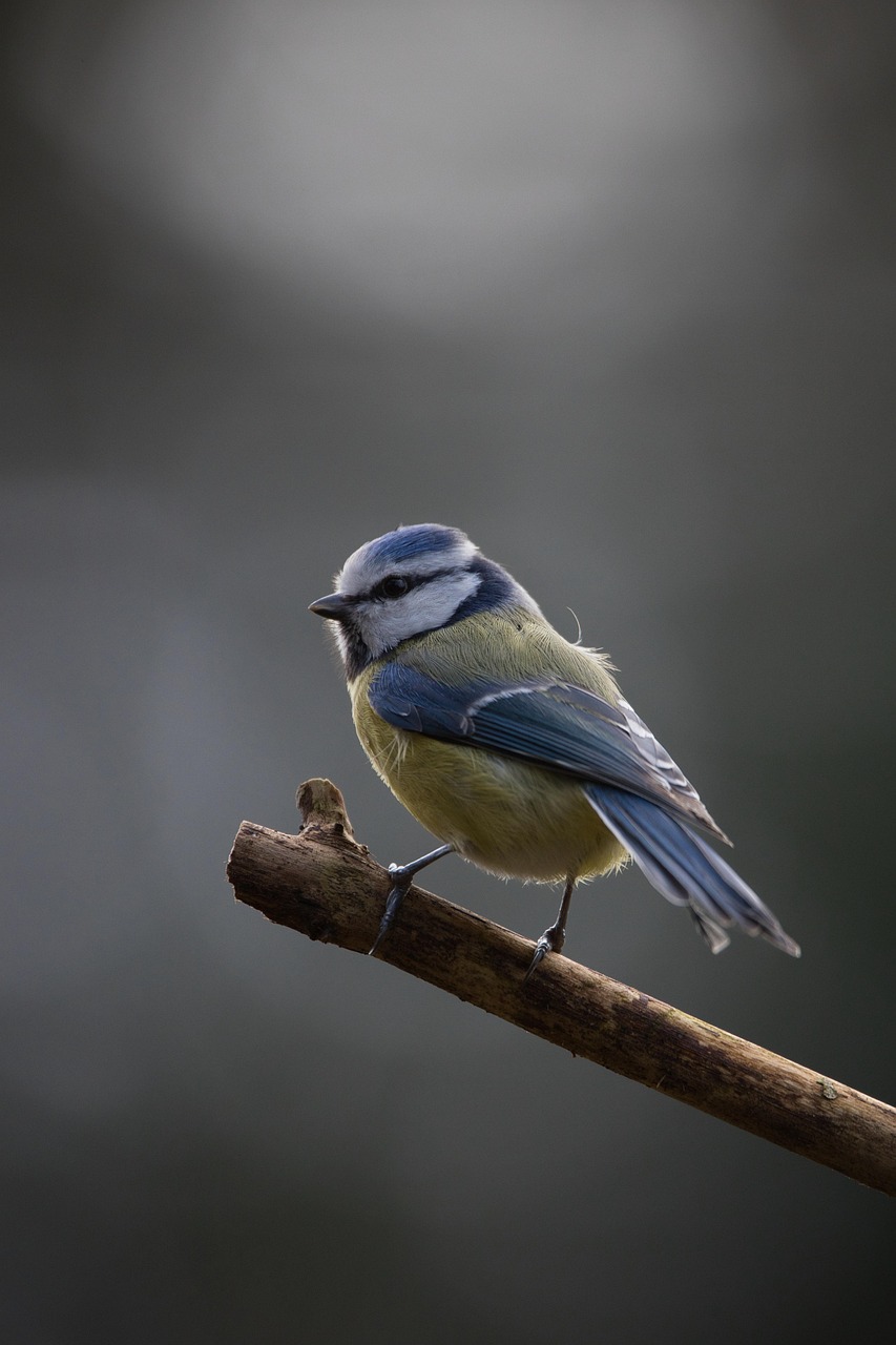 Verstandig vogels voeren: Hoe groen in je tuin, kennis over voer en duurzame keuzes vogels helpen in de stad