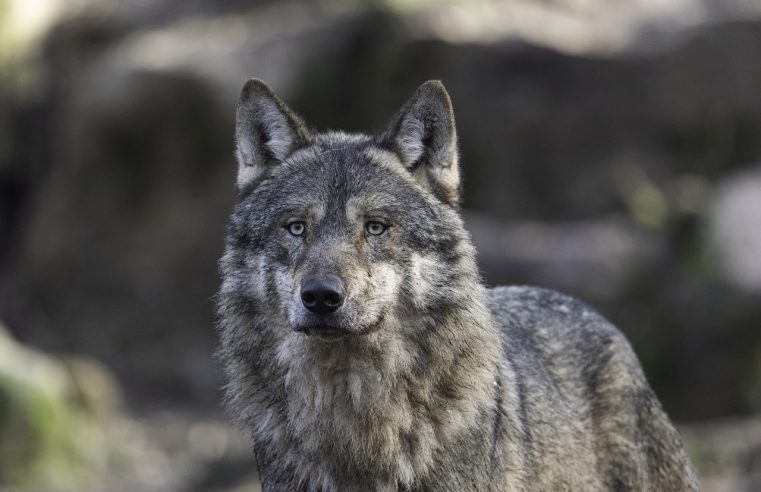 De wolf zoals de media hem maken: hoe angst wordt gevoed en nuance ontbreekt