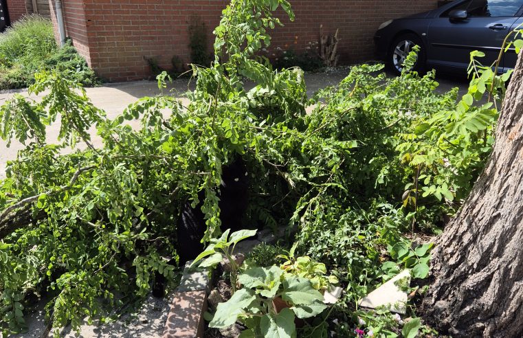 Tegels eruit, groen er in: de Dag van de Groene Tuin in Assen