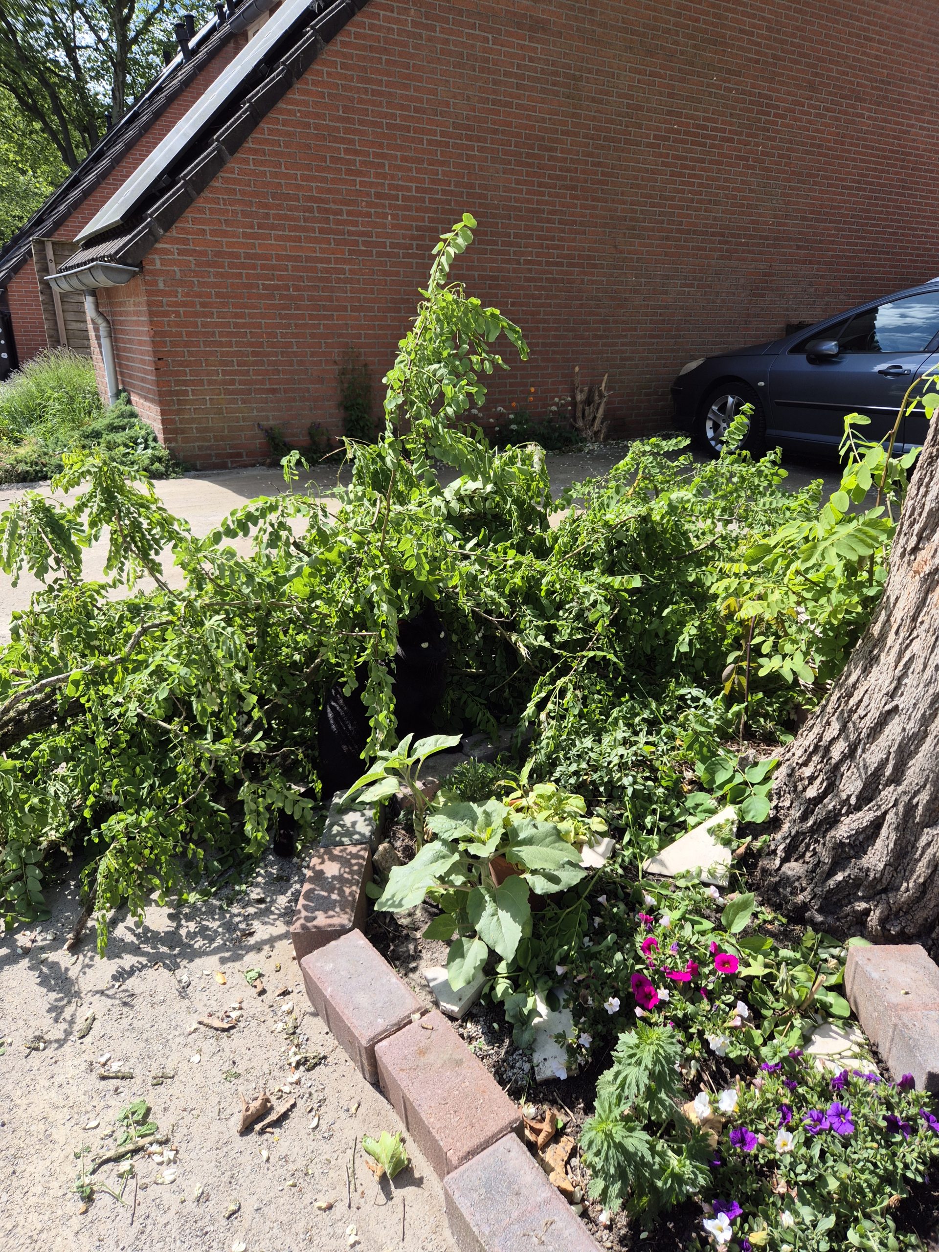 Tegels eruit, groen er in: de Dag van de Groene Tuin in Assen