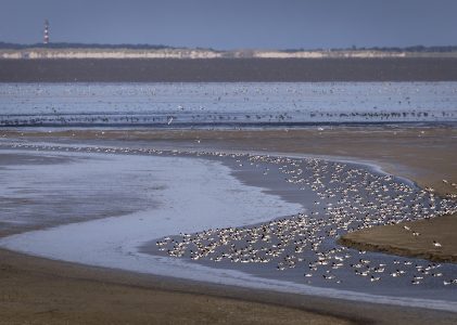 Zeevogels verhongeren door de opwarming van zeewater