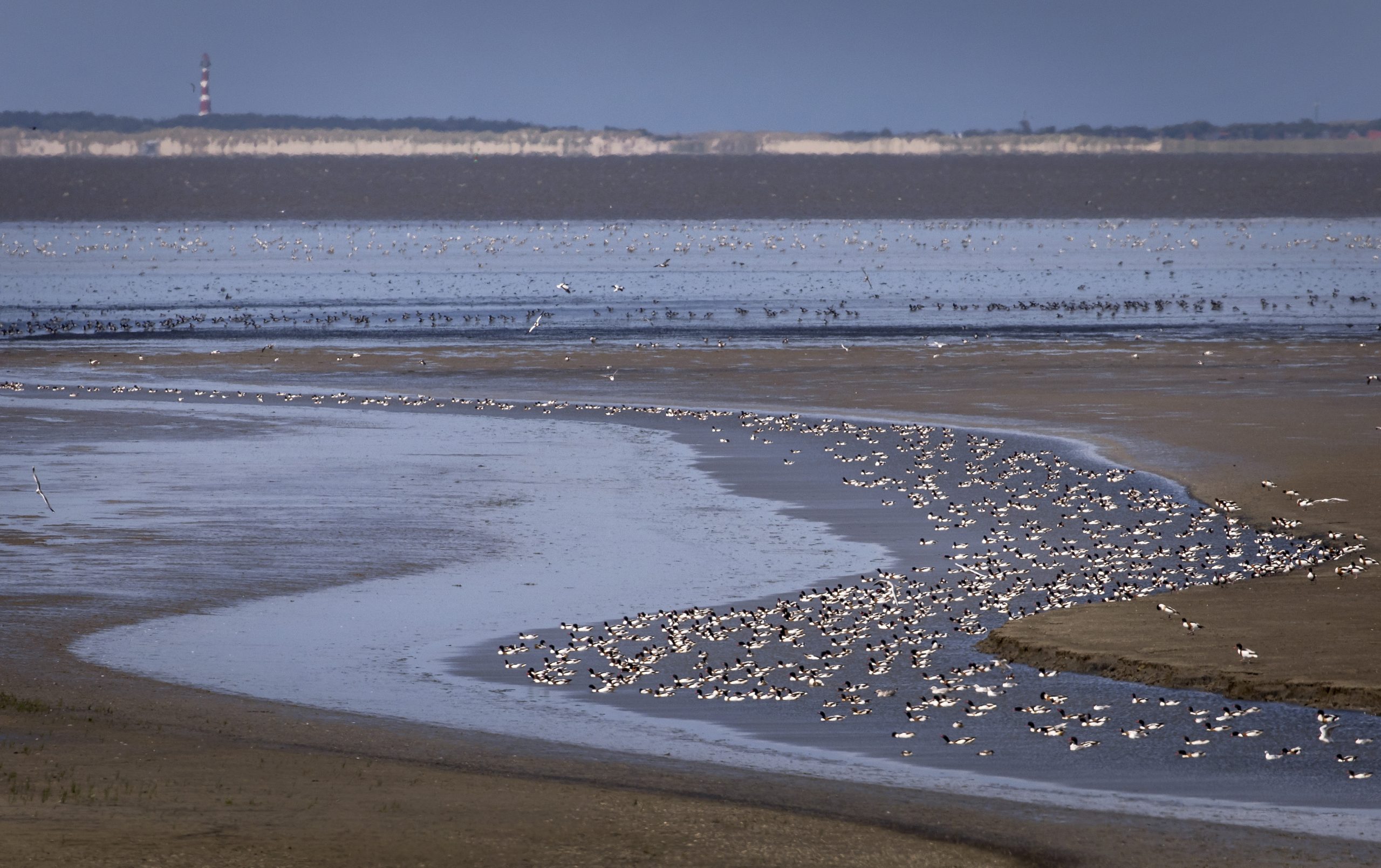 Zeevogels verhongeren door de opwarming van zeewater