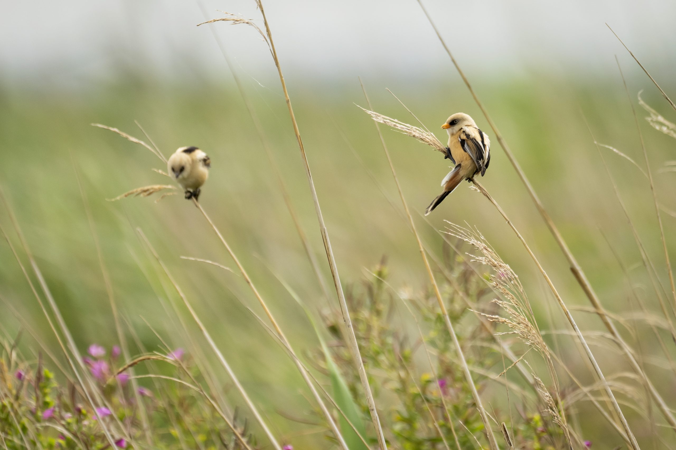 Honderden boswachters slaan alarm over de staat van de natuur.