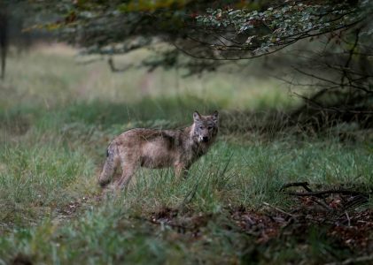 Voorstel afschieten van de wolf zorgt voor commotie