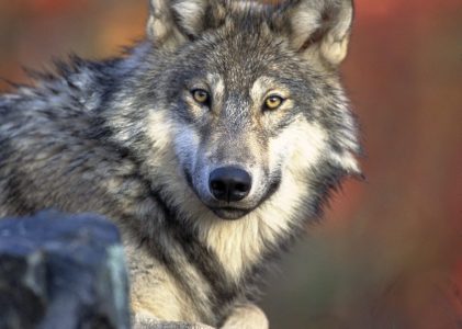Moeten we de wolf beschermen of afschieten?