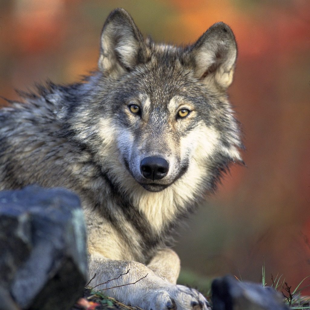 Moeten we de wolf beschermen of afschieten?