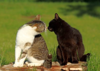 Dierenambulance Witte Gerrit werkt aan kattenasiel in Emmeloord 