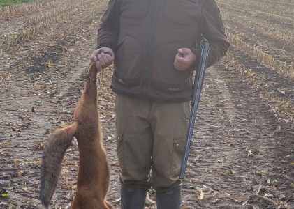 Nieuw faunabeheerplan Flevoland: jagen op vossen, kraaien en andere diersoorten nu verboden