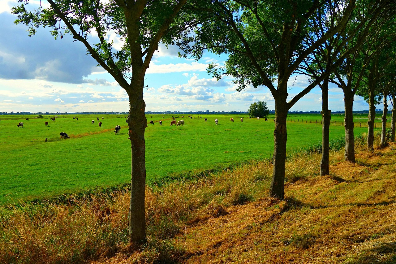 de foto laat een uitgestrekt weiland met grazende koeien onder een helderblauwe lucht met witte wolken zien. op de voorgrond staan bomen in een rij langs de rand van het weiland hierdoor omlijsten ze het landschap