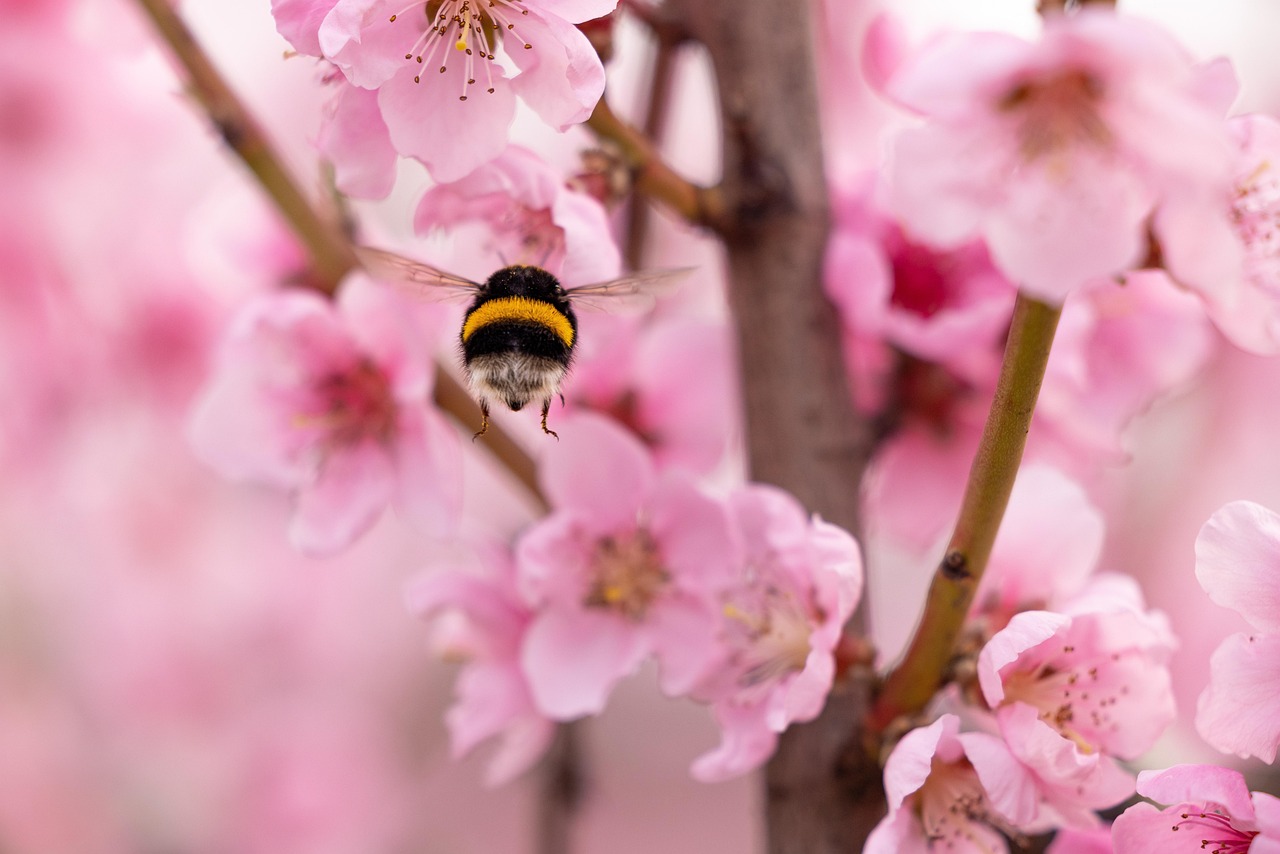 de foto laat een hommel zien die boven een paar bloemen hangt