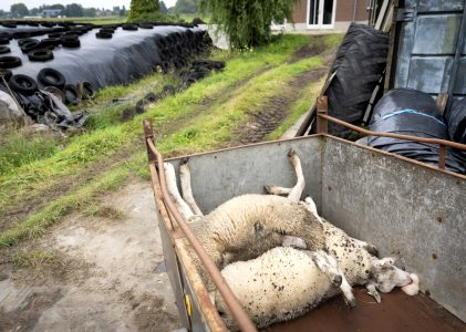 Steeds meer schapen getroffen door blauwtong