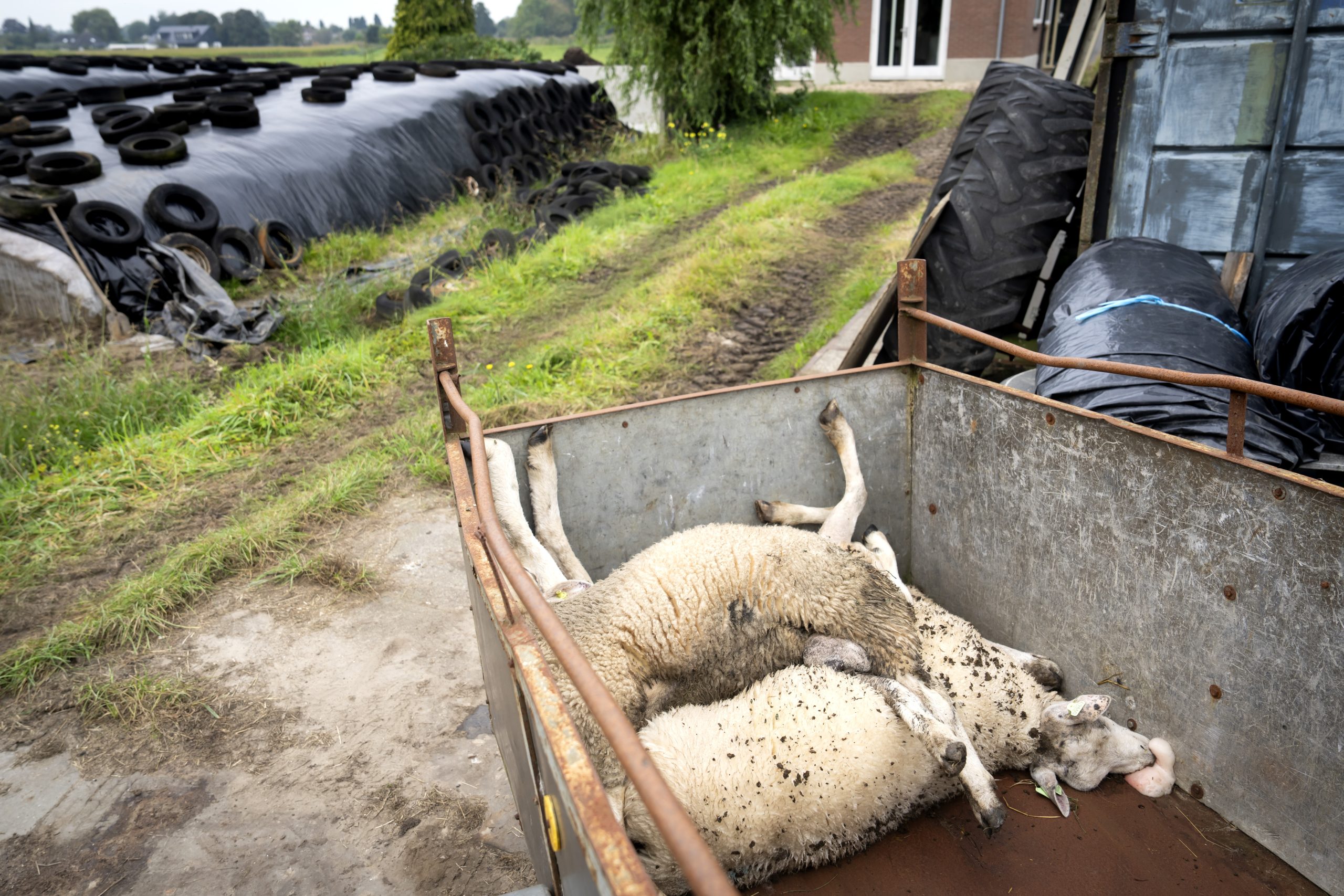Steeds meer schapen getroffen door blauwtong