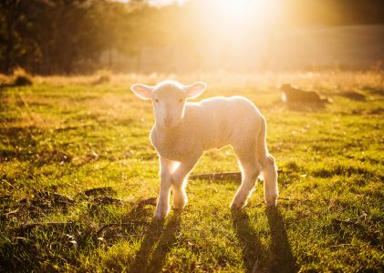 Afgekeurd blauwtongvaccin zorgt voor spanning onder schaapherders