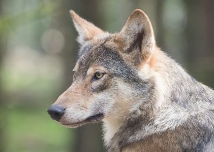 Veehouders versus Wolf: een onoplosbaar conflict?