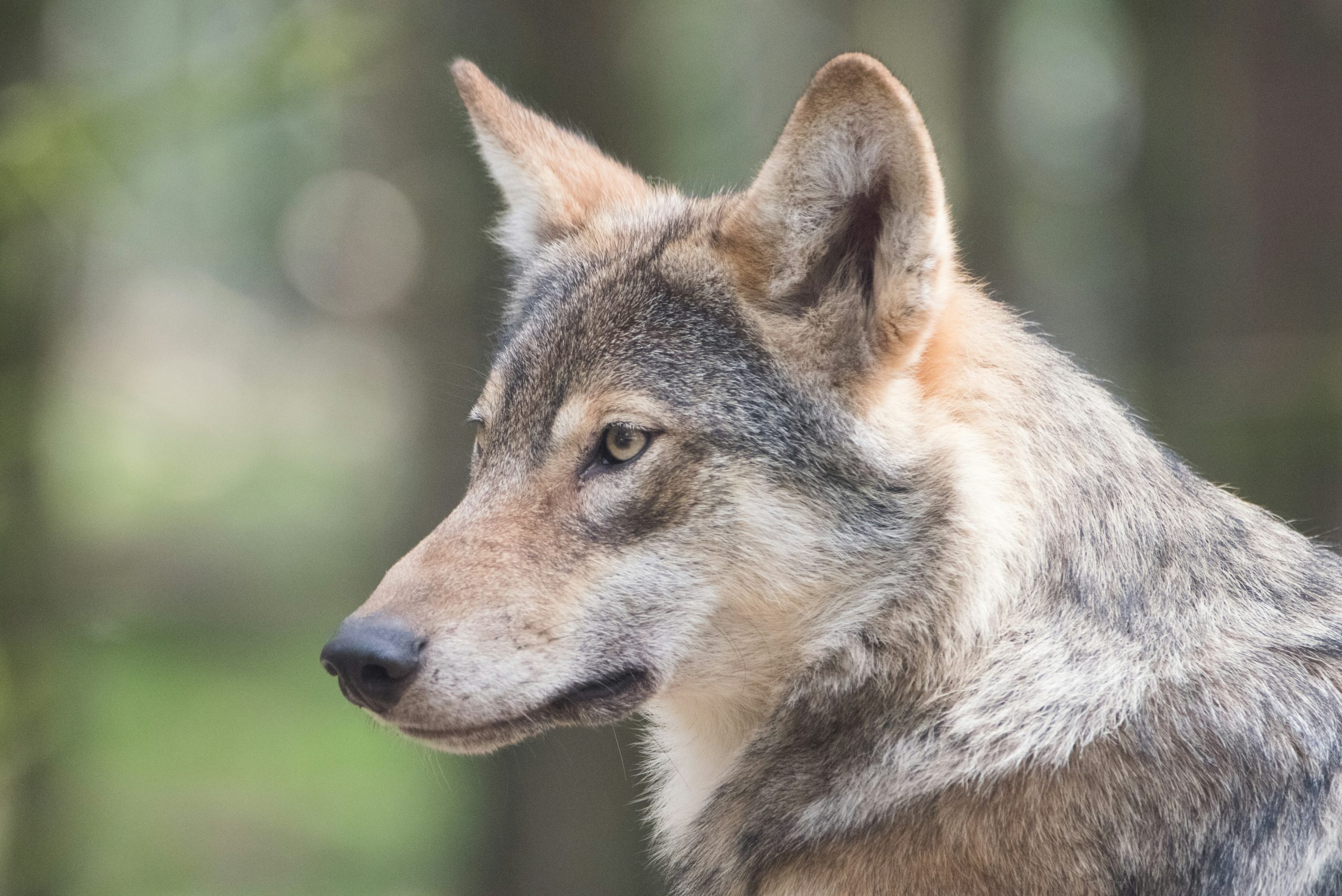 Veehouders versus Wolf: een onoplosbaar conflict?