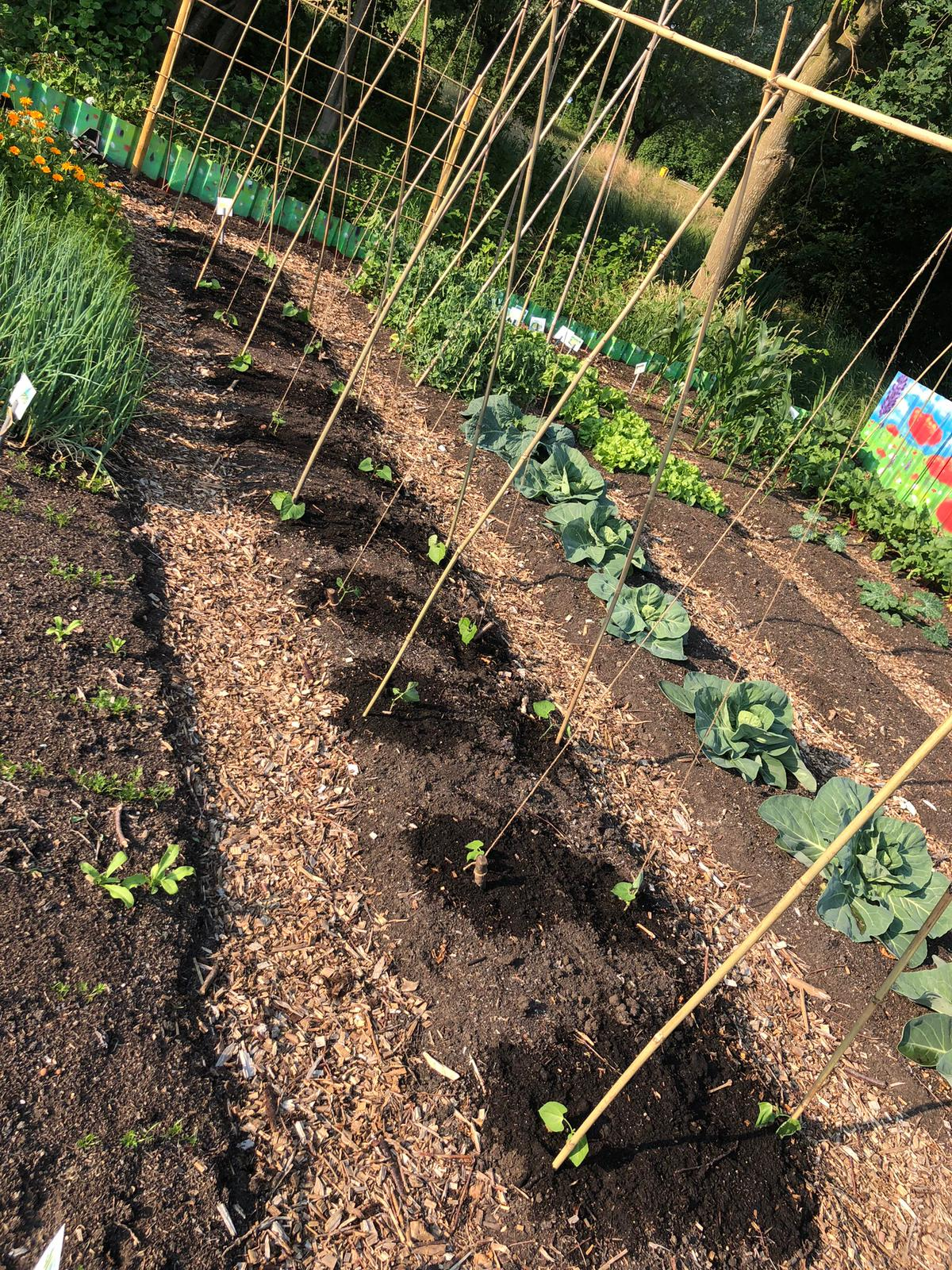 De Bloeiende Buurt in Heemse, door Johan de Gooijer