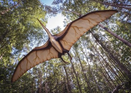 Veren van dinosauriërs te bewonderen in Oertijdmuseum