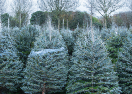 Kerstbomen steeds eerder in de woonkamer