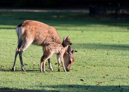 Kinderraad wil behoud hertenkamp Assen