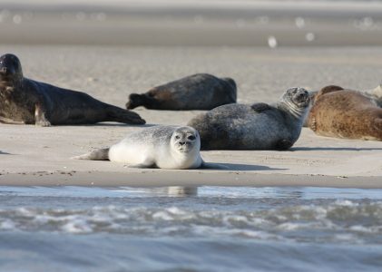 Minder gewone zeehonden in de Waddenzee