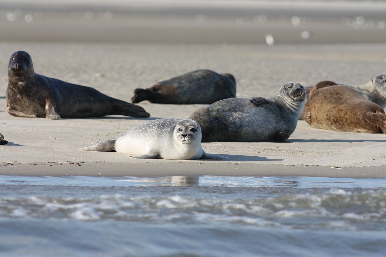 Minder gewone zeehonden in de Waddenzee