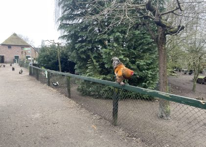 Kinderboerderij DeKibo steekt een stokje voor dierenwelzijn