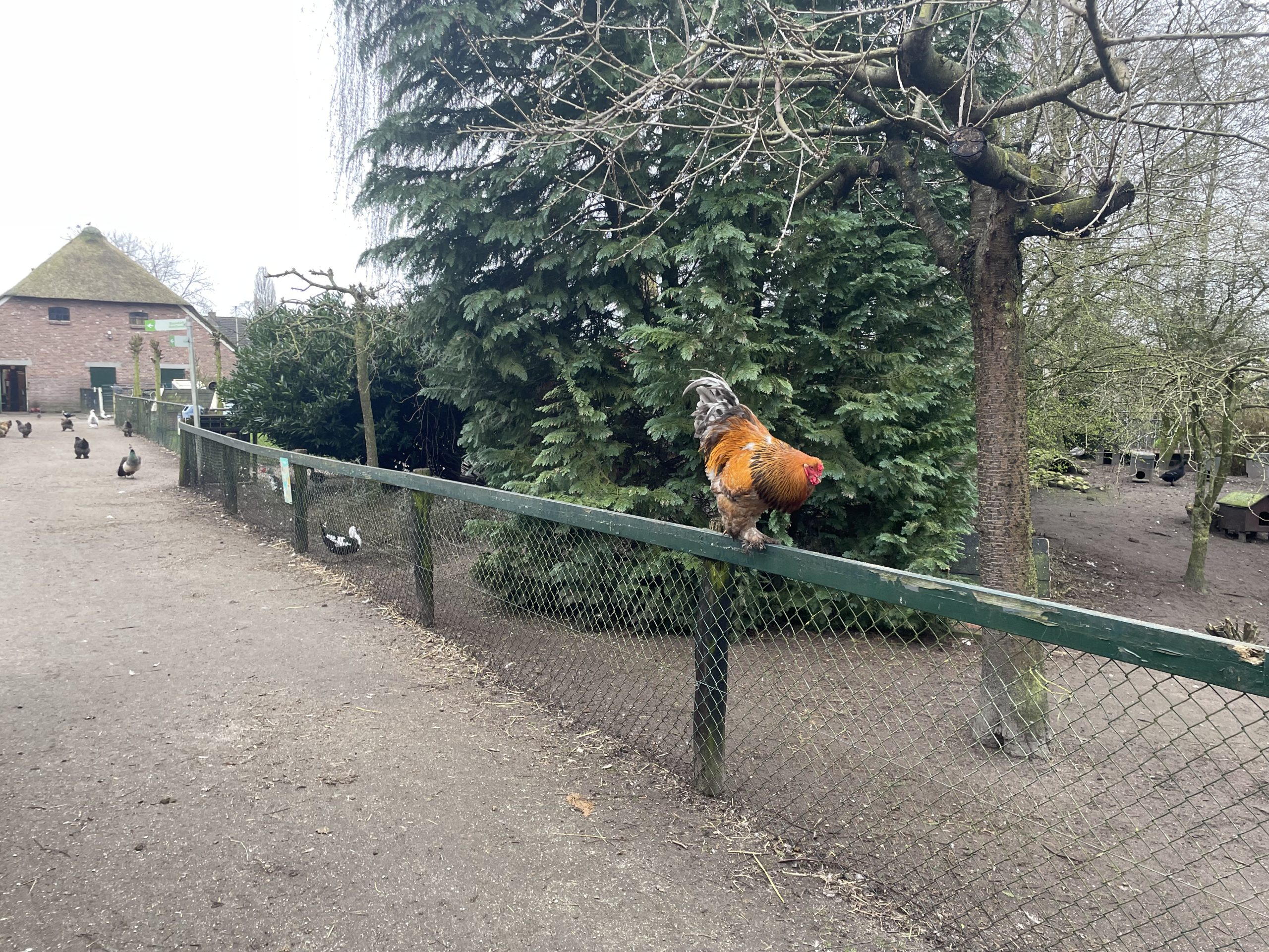 Kinderboerderij DeKibo steekt een stokje voor dierenwelzijn