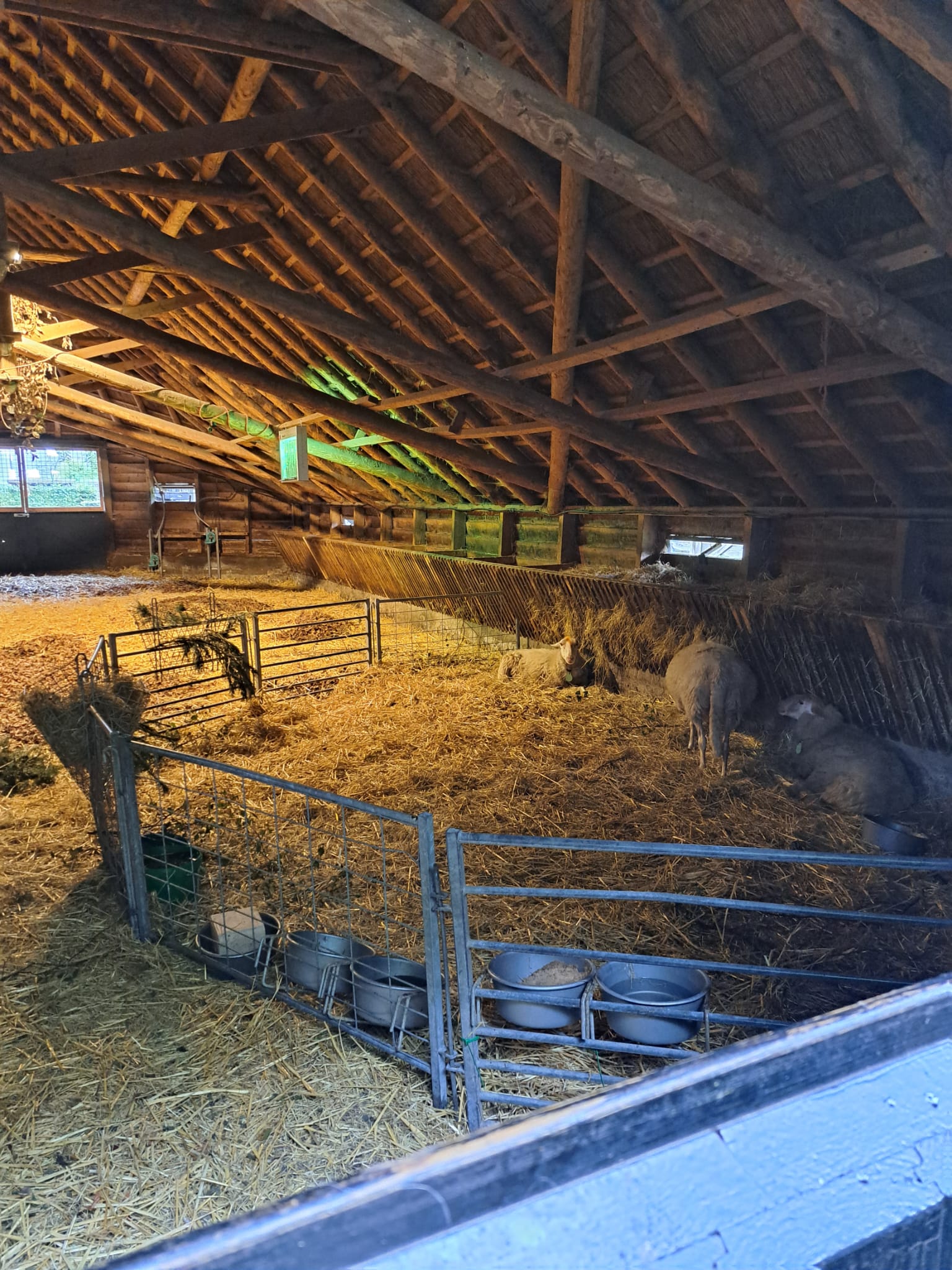 Blauwtong heerst onder schaapskuddes op de Veluwe