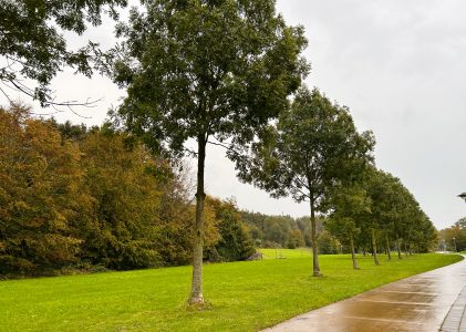 Bomen worden gekapt in Stiltebos Lelystad