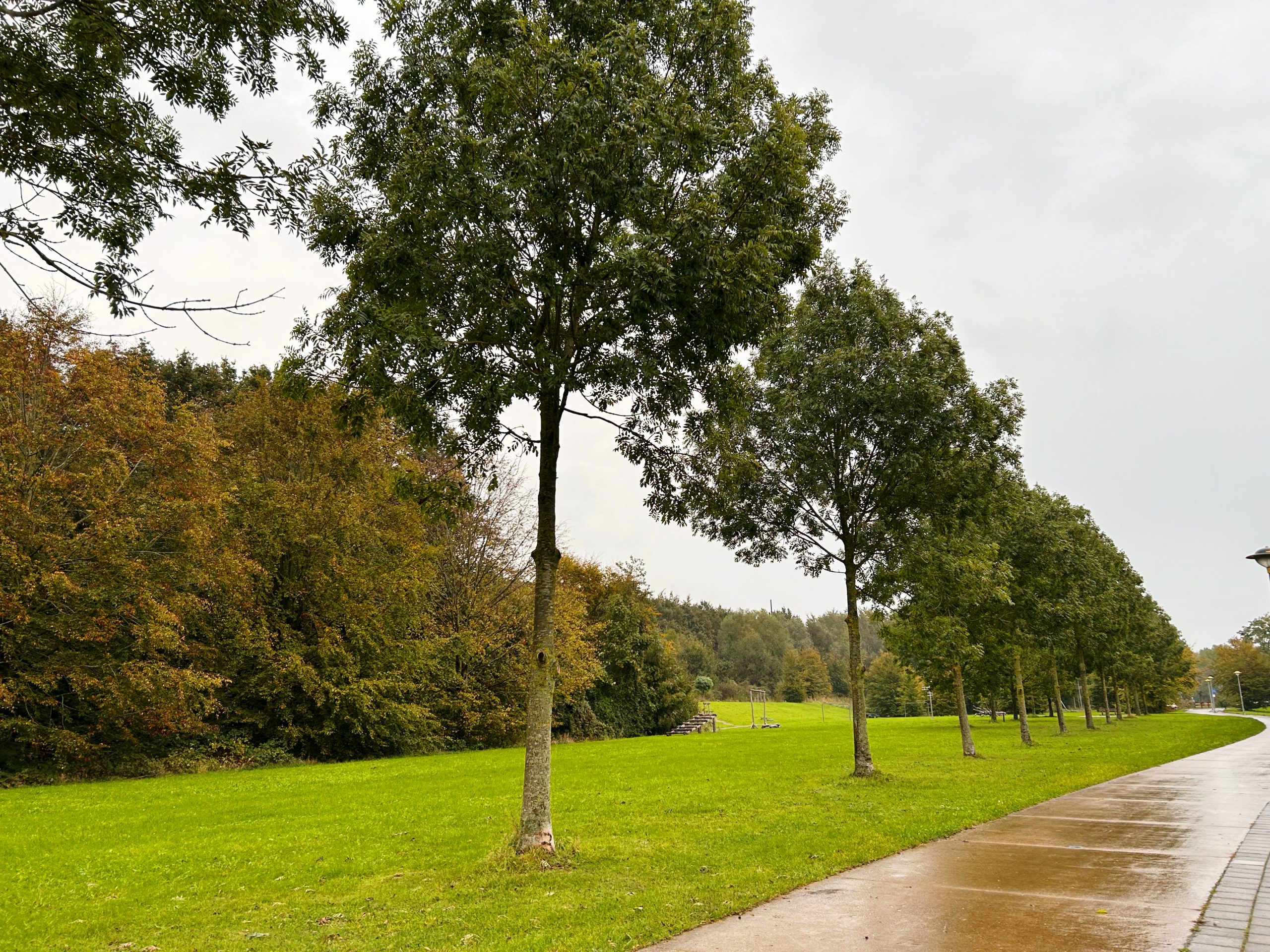 Bomen worden gekapt in Stiltebos Lelystad