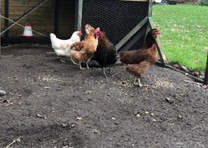 Vogelgriep teistert nu ook Putten 