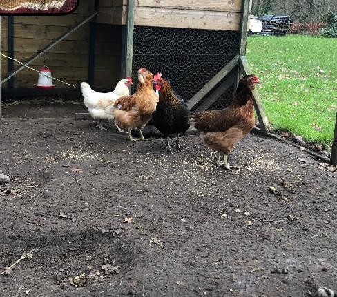 Vogelgriep teistert nu ook Putten 