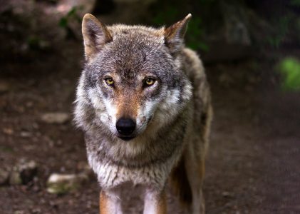 Grenzen aan de wolf in Gelderland