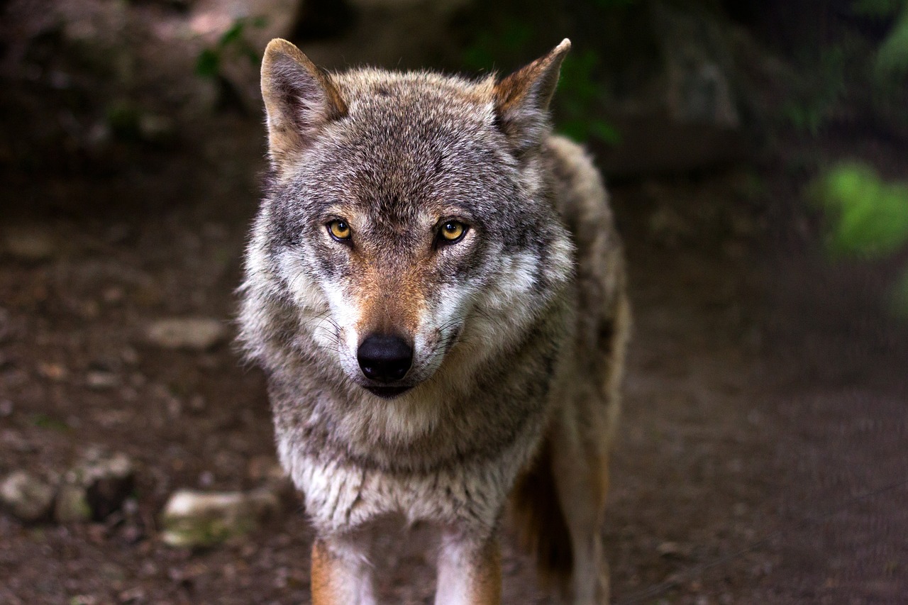 Grenzen aan de wolf in Gelderland