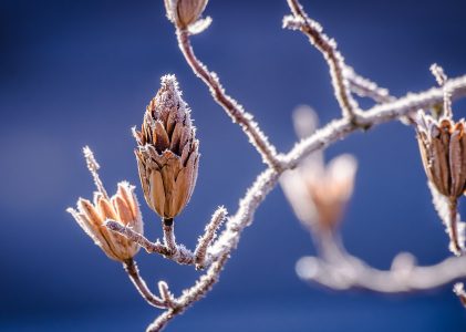 Steeds meer code geel deze winter