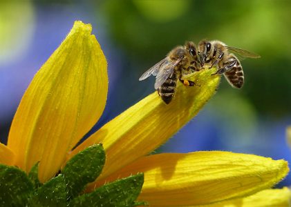 Bijentelling 2024: Samenwerken voor een Bloeiende Toekomst