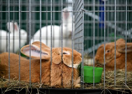 Huisdieren krijgen Gods zegen in Groenlo 