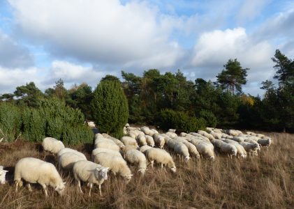 Provincie Overijssel ontvangt 208 miljoen euro voor natuurherstel 