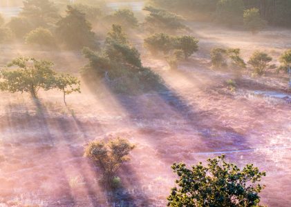 De nieuwe app ‘Woodyou?’ heeft geholpen bij de jaarlijkse opruimdag op de Groevenbeekse heide in Ermelo