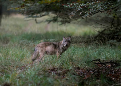 Gelderland pleit in Brussel voor verlaging van de beschermde status van de wolf op De Hoge Veluwe