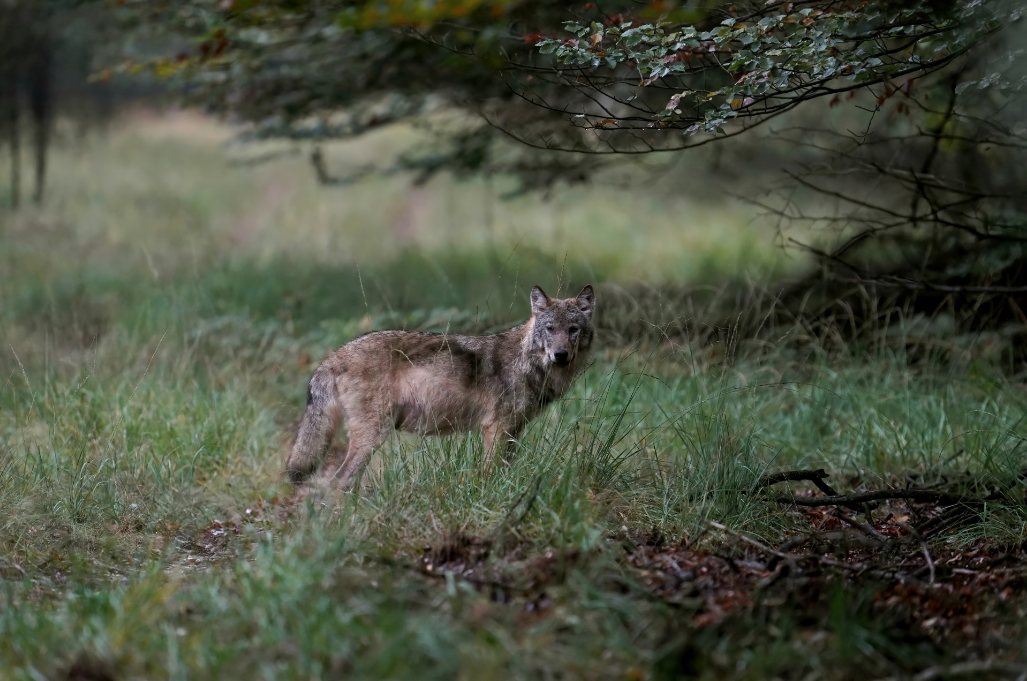 Gelderland pleit in Brussel voor verlaging van de beschermde status van de wolf op De Hoge Veluwe