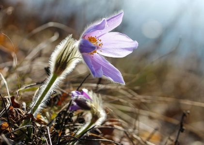 Vroegste Nederlandse lente ooit waargenomen: wat betekend dit voor de natuur en mens?